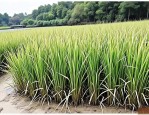 2025年花叶芦竹基地批发