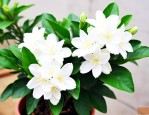 虎头茉莉花的养殖方法