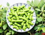 毛豆是怎样传播种子的