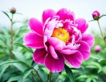 什么颜色的芍药花最好
