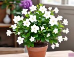 2025年香水茉莉花的养殖