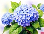 花卉绣球花的养殖方法