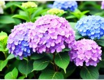 绣球花的养殖方法扦插