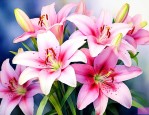 嘉兰百合的花语是什么