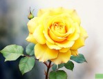 黄月季花语象征与寓意