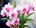 大花蕙兰金玉满堂兰花