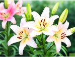 百合花夏季开花后怎么养护