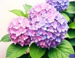 绣球花可以放在家里吗