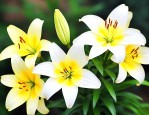 黄百合的花语是什么呀