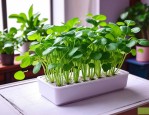 2025年水培的植物有哪些