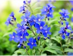 蓝花鼠尾草花语是什么