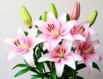 常喝百合花有什么好处