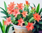 家里养钱串子花好不好