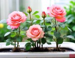 水培月季花的养殖方法