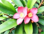 山竹树几年会开花结果