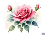 蔷薇花怎样写