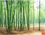 罗汉竹生长在哪些地方