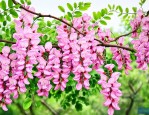 槐花产地是什么地方啊