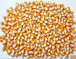 839玉米种子怎么样