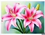 百合花的作文500字