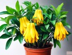 佛手植物怎么养殖方法