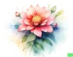 道歉用的什么花