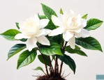 栀子花扦插苗几年开花