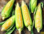 玉米怎样冷冻保存新鲜