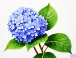 家里养绣球花好吗风水