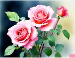 月季花怎么养护和施肥