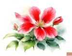 红花榨浆草花