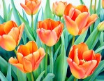 橙色郁金香花语是什么