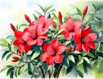 红花木属于灌木还是乔木