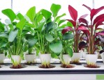 水培大叶植物名称大全
