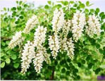 国槐种植几年开花结果