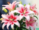 百合鲜花的花语和寓意