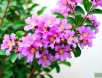 20公分的紫薇多少钱一颗