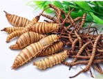 金蝉花和虫草哪个更好
