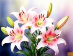 百合是什么季节开的花