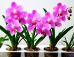兰花水培怎么养殖方法