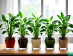 适合办公室养的水培植物