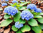 2025年绣球花冬天落叶吗