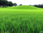 台湾草和大叶油草区别
