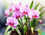种的兰花为什么不开花
