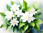 茉莉花怎样养才能茂盛