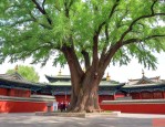 塔尔寺菩提树是什么树
