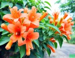 炮仗花适合种植的地方