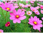 格桑花能种在家门口吗