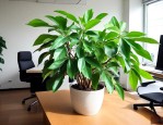 办公室栽什么植物招财
