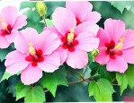 芙蓉花的价格是多少钱